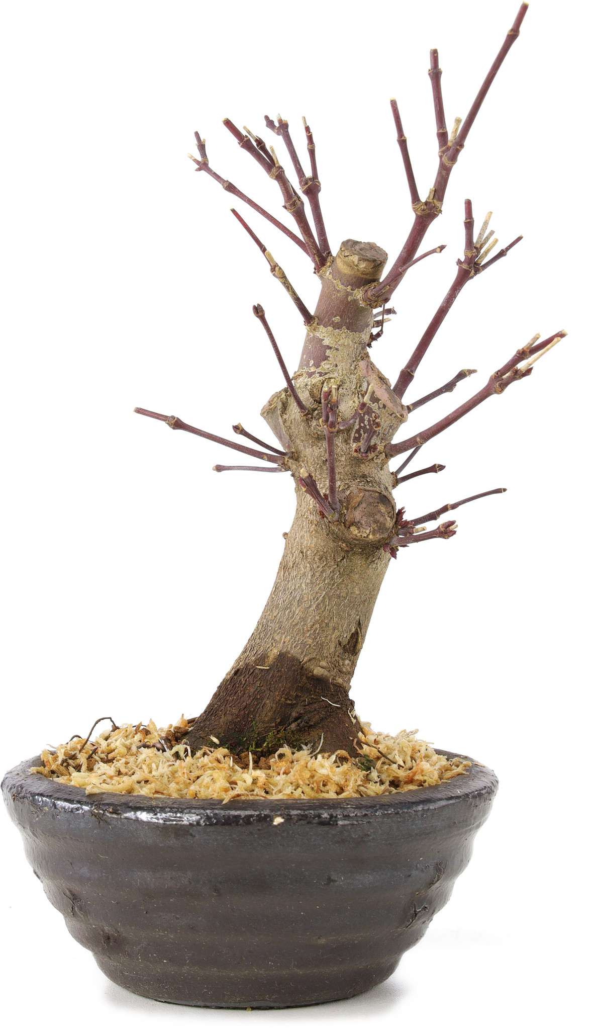 Acer palmatum, 14 cm, ± 8 anni - Bonsai Plaza