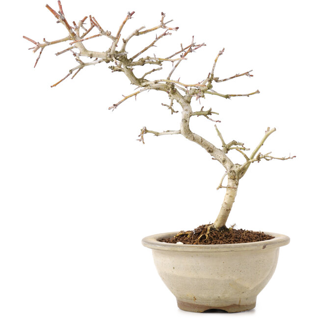 Crataegus cuneata, 24 cm, ± 8 anni, con fiori bianchi e bacche rosse