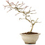 Crataegus cuneata, 24 cm, ± 8 anni, con fiori bianchi e bacche rosse