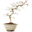 Crataegus cuneata, 24 cm, ± 8 anni, con fiori bianchi e bacche rosse