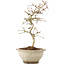 Crataegus cuneata, 24 cm, ± 8 anni, con fiori bianchi e bacche rosse