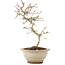 Crataegus cuneata, 24 cm, ± 8 anni, con fiori bianchi e bacche rosse