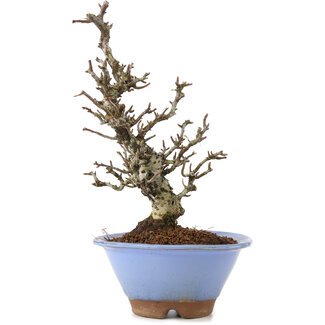 Pyracantha, 22 cm, ± 8 jaar oud