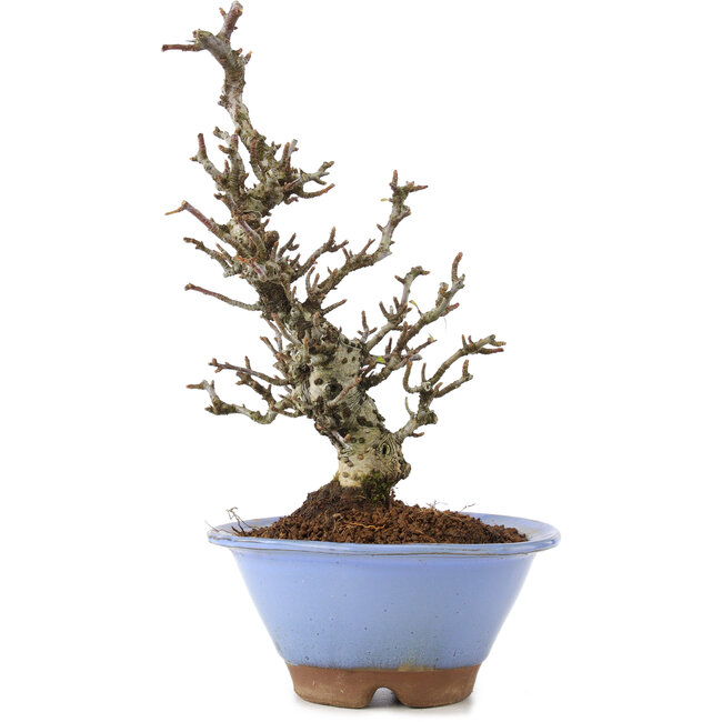Pyracantha, 22 cm, ± 8 años, con una corteza de árbol increíble y un hermoso movimiento Moyogi, que proporciona flores blancas en primavera y bayas rojas en otoño.