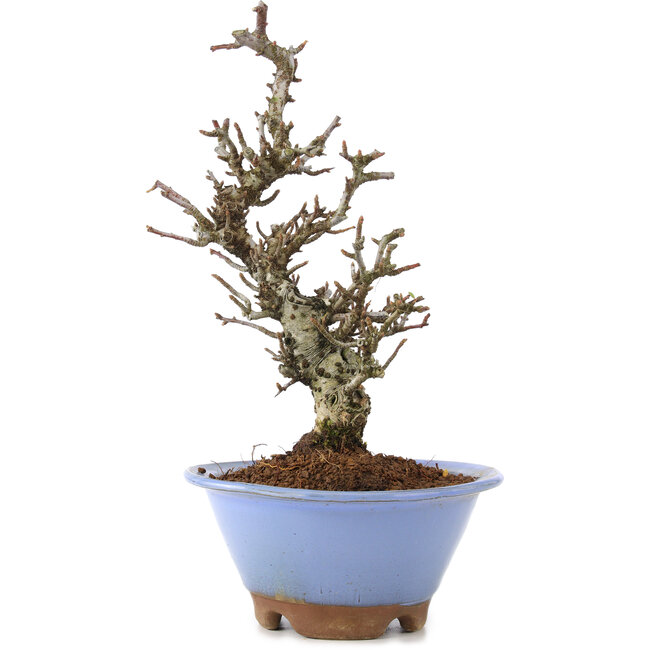 Pyracantha, 22 cm, ± 8 ans, avec une écorce d'arbre étonnante et un beau mouvement Moyogi, fournissant des fleurs blanches au printemps et des baies rouges à l'automne