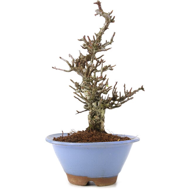 Pyracantha, 22 cm, ± 8 jaar oud, met geweldige boomschors en een prachtige Moyogi beweging, geeft witte bloemen in het voorjaar en rode bessen in het najaar