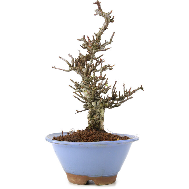 Pyracantha, 22 cm, ± 8 Jahre alt, mit erstaunlicher Baumrinde und einer wunderschönen Moyogi-Bewegung, die im Frühling weiße Blüten und im Herbst rote Beeren liefert