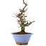 Pyracantha, 22 cm, ± 8 años, con una corteza de árbol increíble y un hermoso movimiento Moyogi, que proporciona flores blancas en primavera y bayas rojas en otoño.