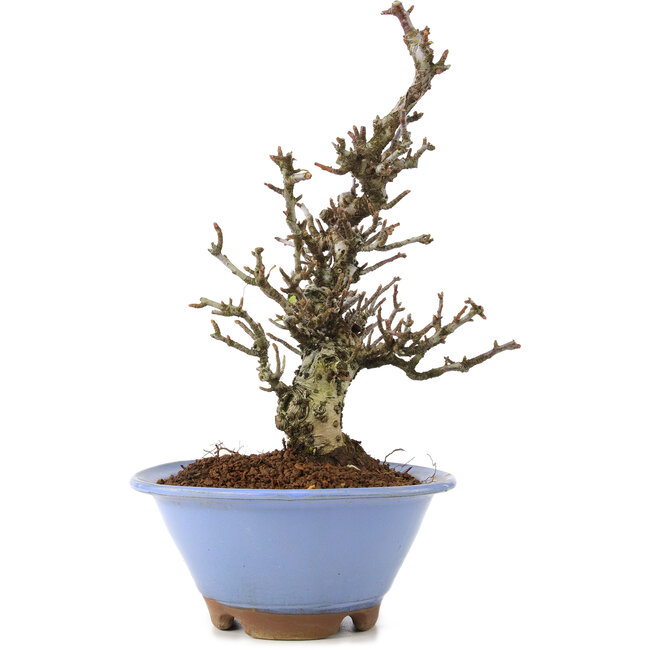 Pyracantha, 22 cm, ± 8 Jahre alt, mit erstaunlicher Baumrinde und einer wunderschönen Moyogi-Bewegung, die im Frühling weiße Blüten und im Herbst rote Beeren liefert