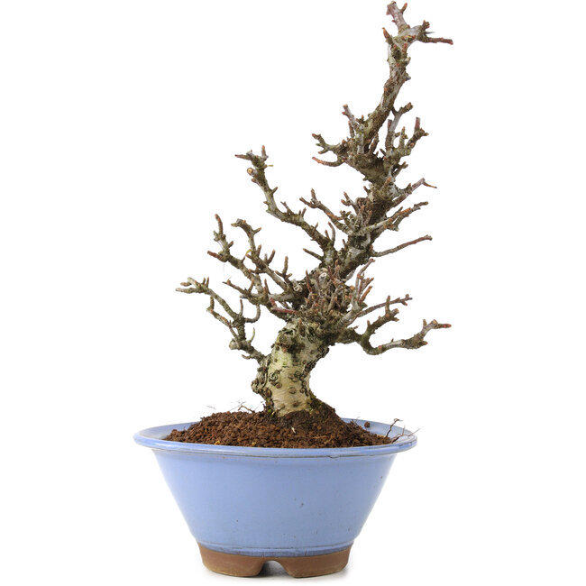 Pyracantha, 22 cm, ± 8 jaar oud, met geweldige boomschors en een prachtige Moyogi beweging, geeft witte bloemen in het voorjaar en rode bessen in het najaar