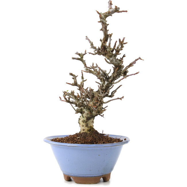 Pyracantha, 22 cm, ± 8 Jahre alt, mit erstaunlicher Baumrinde und einer wunderschönen Moyogi-Bewegung, die im Frühling weiße Blüten und im Herbst rote Beeren liefert