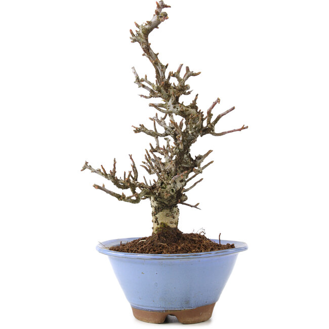 Pyracantha, 22 cm, ± 8 años, con una corteza de árbol increíble y un hermoso movimiento Moyogi, que proporciona flores blancas en primavera y bayas rojas en otoño.