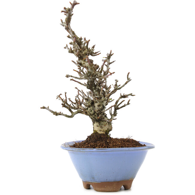 Pyracantha, 22 cm, ± 8 anni, con un'incredibile corteccia d'albero e un bellissimo movimento Moyogi, che fornisce fiori bianchi in primavera e bacche rosse in autunno