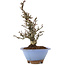 Pyracantha, 22 cm, ± 8 años, con una corteza de árbol increíble y un hermoso movimiento Moyogi, que proporciona flores blancas en primavera y bayas rojas en otoño.