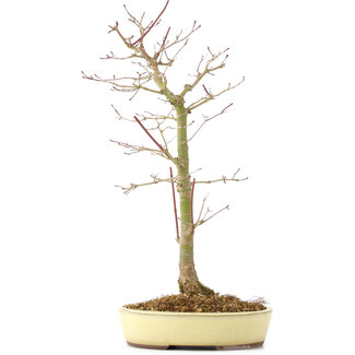 Acer palmatum, 38 cm, ± 8 Jahre alt