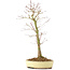 Acer palmatum, 38 cm, ± 8 years old