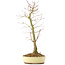 Acer palmatum, 38 cm, ± 8 Jahre alt