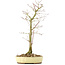 Acer palmatum, 38 cm, ± 8 years old