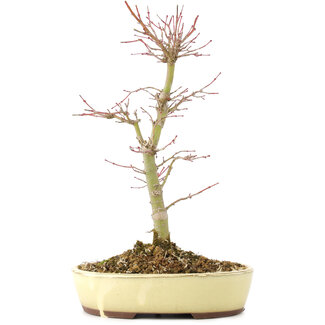 Acer palmatum, 27 cm, ± 8 años