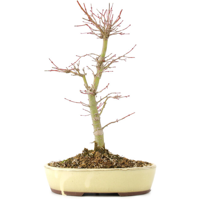 Acer palmatum, 27 cm, ± 8 years old