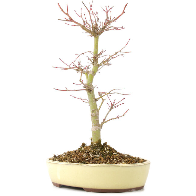 Acer palmatum, 27 cm, ± 8 ans