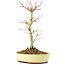 Acer palmatum, 27 cm, ± 8 jaar oud