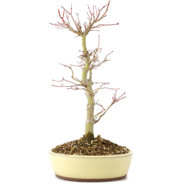 Acer palmatum, 27 cm, ± 8 Jahre alt