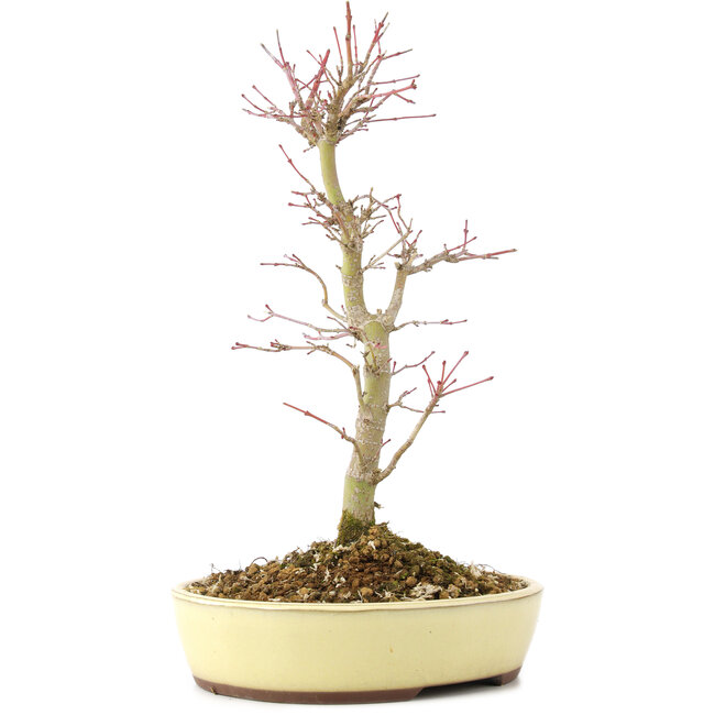 Acer palmatum, 27 cm, ± 8 Jahre alt