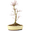 Acer palmatum, 27 cm, ± 8 años