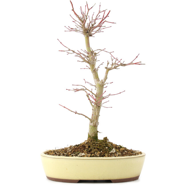 Acer palmatum, 27 cm, ± 8 Jahre alt