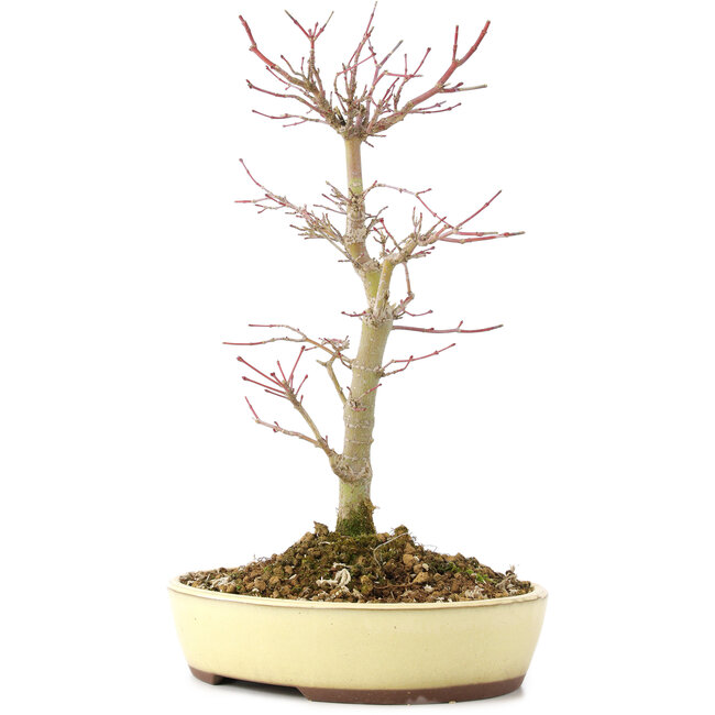 Acer palmatum, 27 cm, ± 8 Jahre alt
