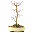 Acer palmatum, 27 cm, ± 8 años