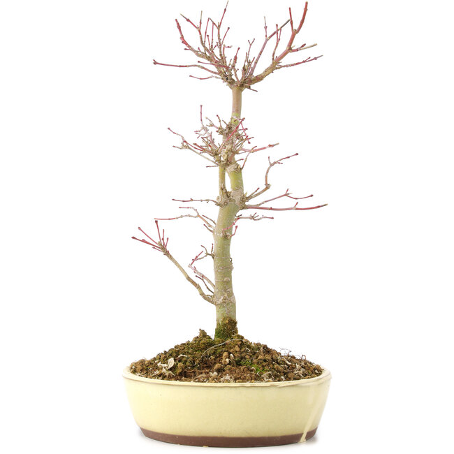 Acer palmatum, 27 cm, ± 8 ans