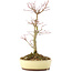 Acer palmatum, 27 cm, ± 8 años