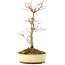 Acer palmatum, 27 cm, ± 8 years old