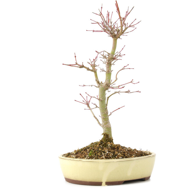 Acer palmatum, 27 cm, ± 8 Jahre alt