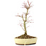 Acer palmatum, 27 cm, ± 8 años
