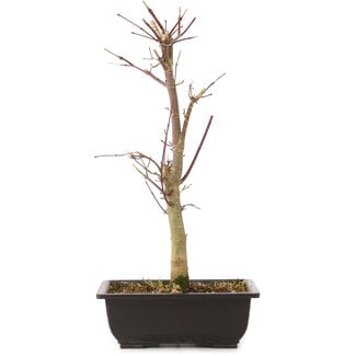 Acer palmatum Deshojo, 44 cm, ± 10 anni