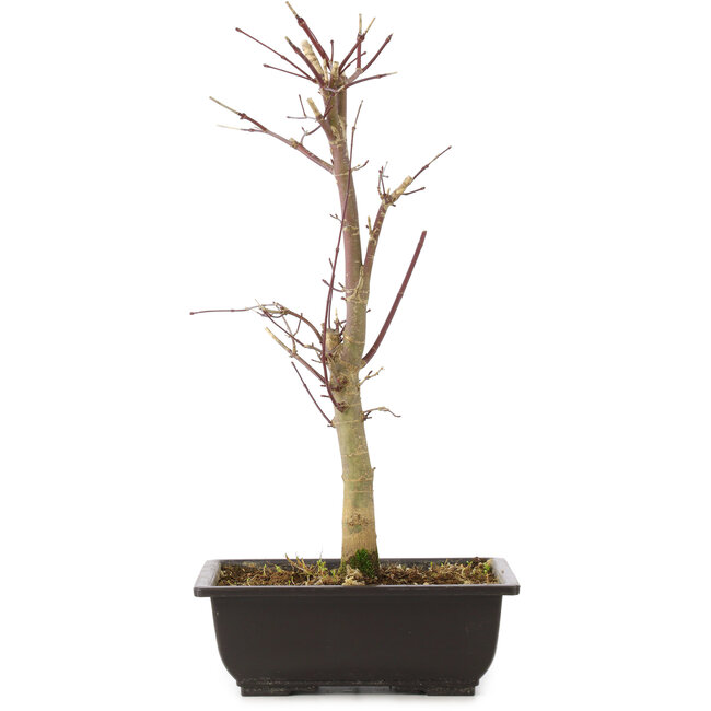 Acer palmatum Deshojo, 44 cm, ± 10 Jahre alt
