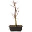 Acer palmatum Deshojo, 44 cm, ± 10 anni