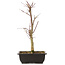 Acer palmatum Deshojo, 44 cm, ± 10 Jahre alt