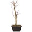 Acer palmatum Deshojo, 44 cm, ± 10 anni