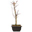 Acer palmatum Deshojo, 44 cm, ± 10 Jahre alt