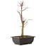 Acer palmatum Deshojo, 44 cm, ± 10 anni