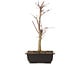 Acer palmatum Deshojo, 44 cm, ± 10 anni