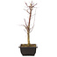 Acer palmatum Deshojo, 44 cm, ± 10 anni