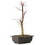 Acer palmatum Deshojo, 44 cm, ± 10 anni