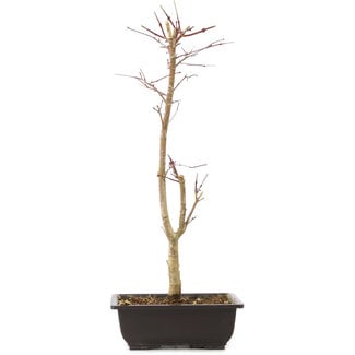 Acer palmatum Deshojo, 44 cm, ± 10 anni