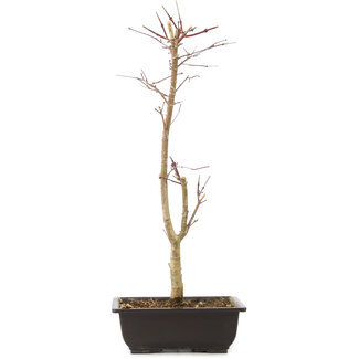 Acer palmatum Deshojo, 44 cm, ± 10 Jahre alt