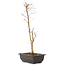 Acer palmatum Deshojo, 44 cm, ± 10 anni